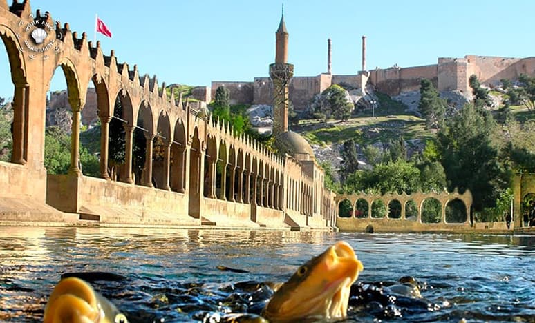 Şanlıurfa Balıklıgöl'de Balıklar Neden Ölüyor?