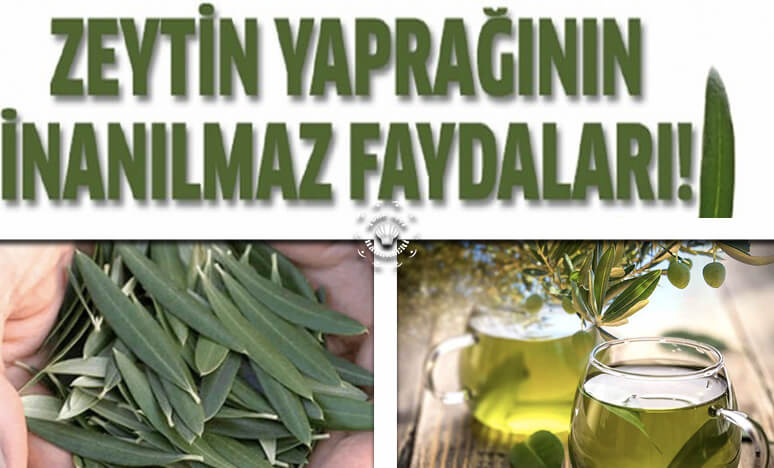 Şifa Deposu Zeytin Yaprağı