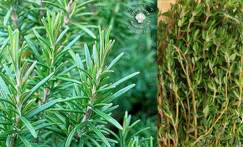 Şifa Kaynağı Kekik, Zeytin Bahçelerine de Mutlaka Ekilmeli