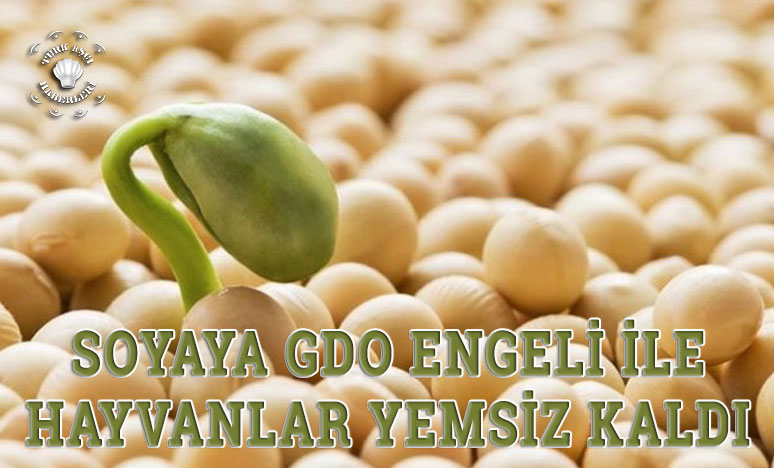 Soyaya Gdo Engeli İle Hayvanlar Yemsiz Kaldı