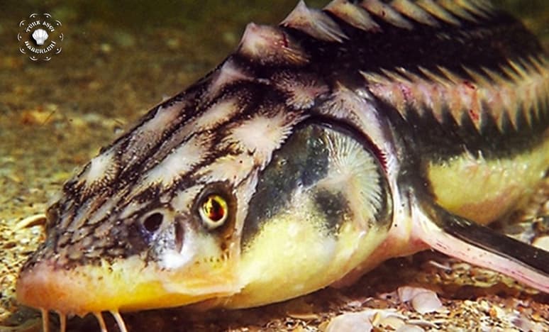 Torul Baraj Gölünde 200 Milyon Yıllık Balık Bulundu