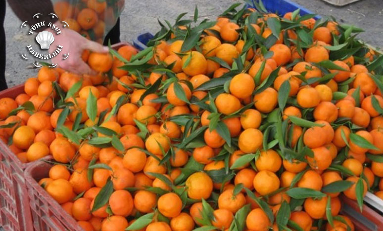 Turunçgilde İhracat Şampiyonu Mandalina Oldu