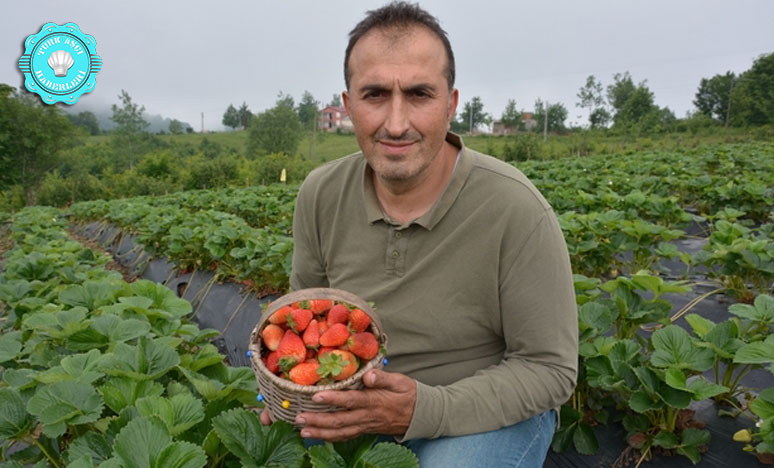 Yetiştirdiği Çileklerle Göz Dolduruyor