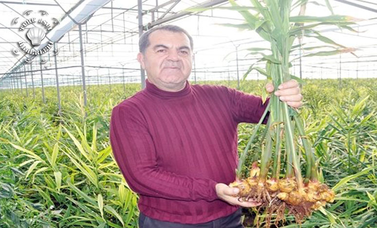 Türkiye'nin İlk Zencefil Üretimini Yaptı<