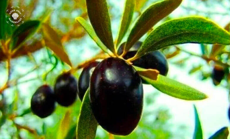 Zeytin Çeşitleri Nelerdir? Zeytin Ağacı Nasıl Yetiştirilir?