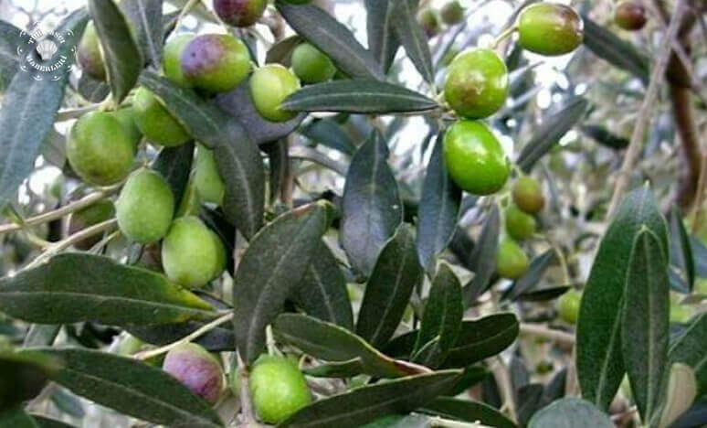 Zeytin Çeşitleri Nelerdir? Zeytin Ağacı Nasıl Yetiştirilir?