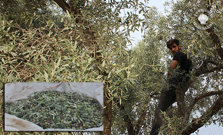 Yağışların Ardından Zeytin Hasadı Başladı