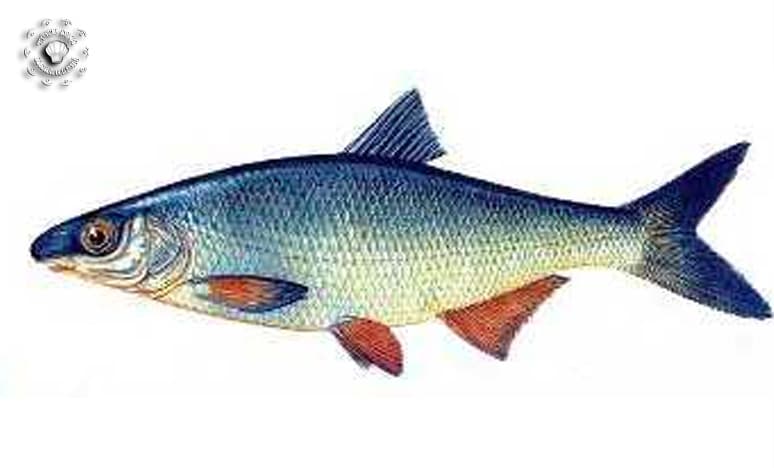 Balık Türleri ve Balık Çeşitleri Nelerdir?
