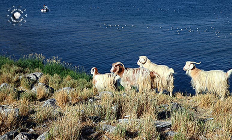 Ağrı "Balık Gölü"