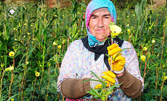 Bamya Çiçeğinin Faydaları Nelerdir? Çiçek Bamya Hasadı Ne Zaman Başlar? Kuru Bamyanın Faydalarını Biliyormusunuz?