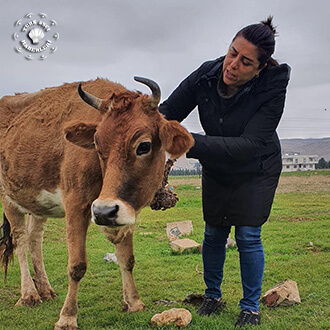 Büyükbaş Hayvan Talebi Nasıl Yaratıldı?