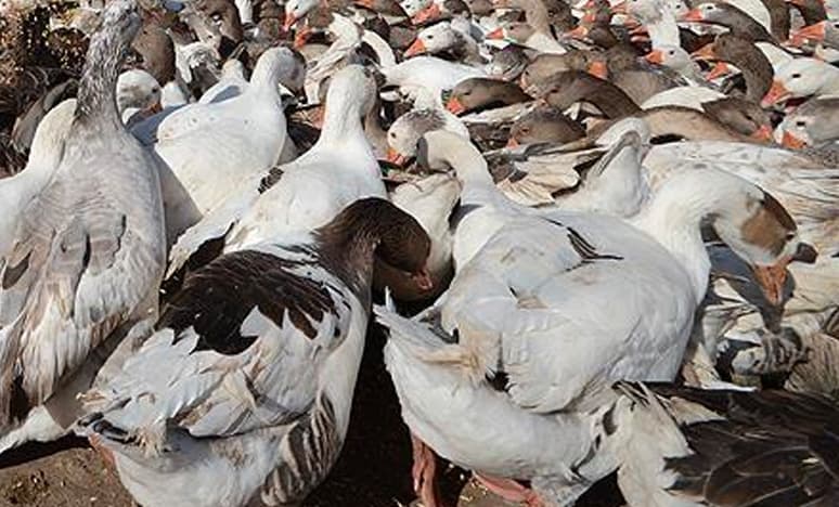 Ekmeğini Taştan Çıkaranlar ve Kaz Yetiştiriciliğine Destek