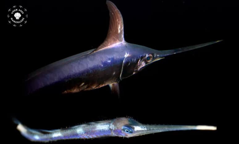 Kılıç Balığı Nedir? Kılıç Balığının Özellikleri Nelerdir? 