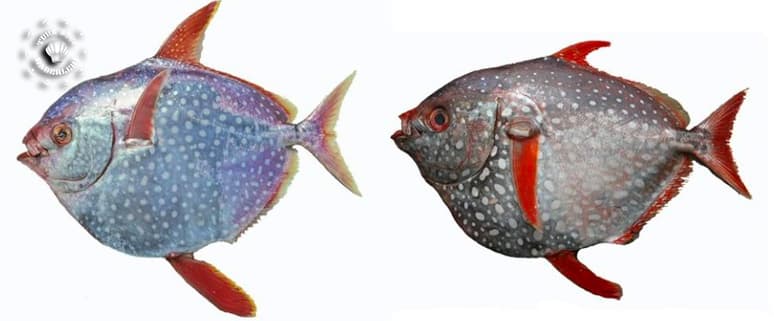 Opah Balığı Nedir?