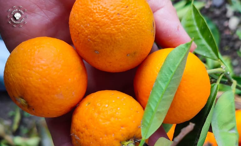 Portakal Tatlısı Nasıl Yapılır?