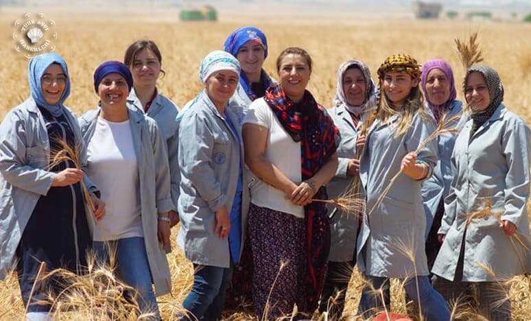 Şef Ebru Baybara Demir; "Sorgül" Hasadına Başlandı.