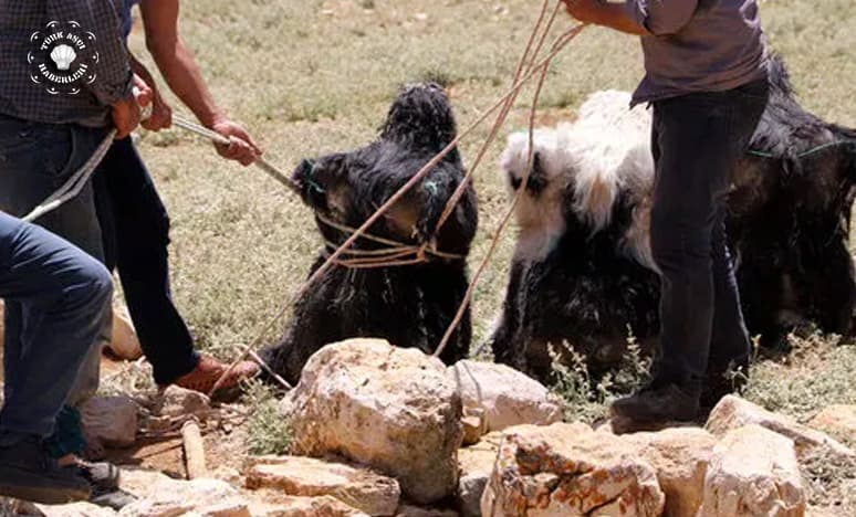 Söğle Peynirinin Özellikleri...