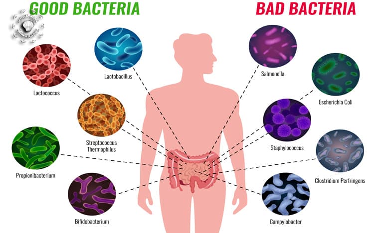 Son Dönemin Popüler Konusu; Yararlı Bakteri “Probiyotik” 