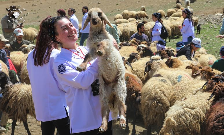 Ünlü Şefler Yaylalarda Otlu Peynir Üretimini Araştırdı....