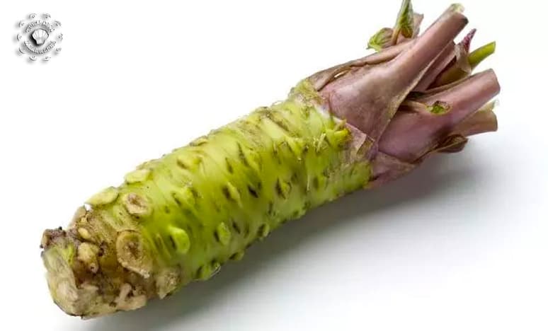 Wasabi Nedir? Özellikleri Nelerdir? Nerelerde Kullanılır?