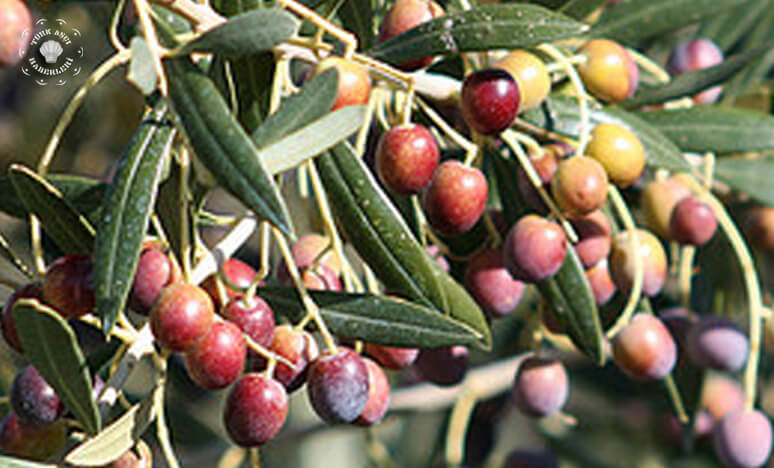 Zeytin Çeşitleri Nelerdir? Zeytin Ağacı Nasıl Yetiştirilir?