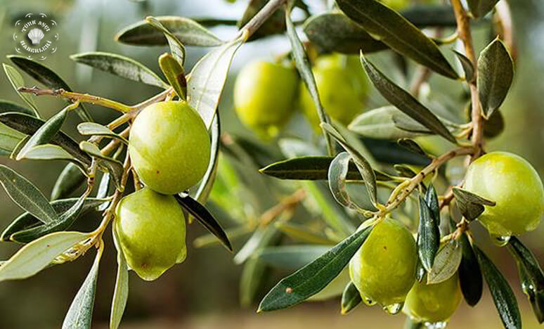 Zeytin Çeşitleri Nelerdir? Zeytin Ağacı Nasıl Yetiştirilir?