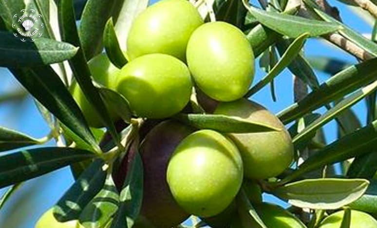 Zeytin Nedir? Zeytinin Özellikleri Nelerdir?